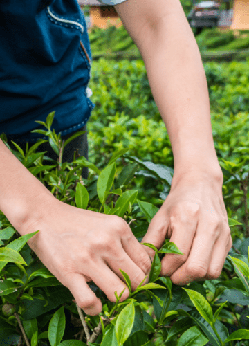 Ethical Sourcing - Woman harvesting plants